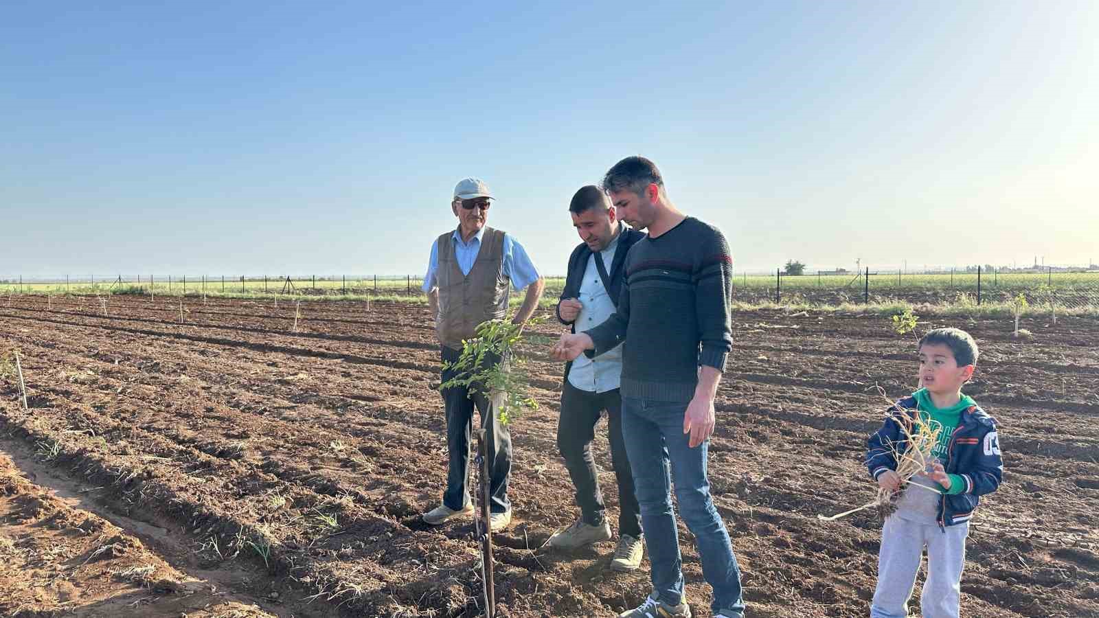 Mardin’de fıstık yetiştiriciliğine rağbet artıyor