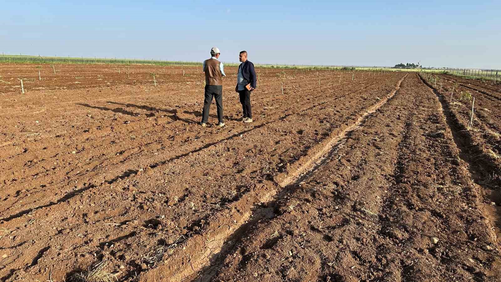 Mardin&rsquo;de fıstık yetiştiriciliğine rağbet artıyor
