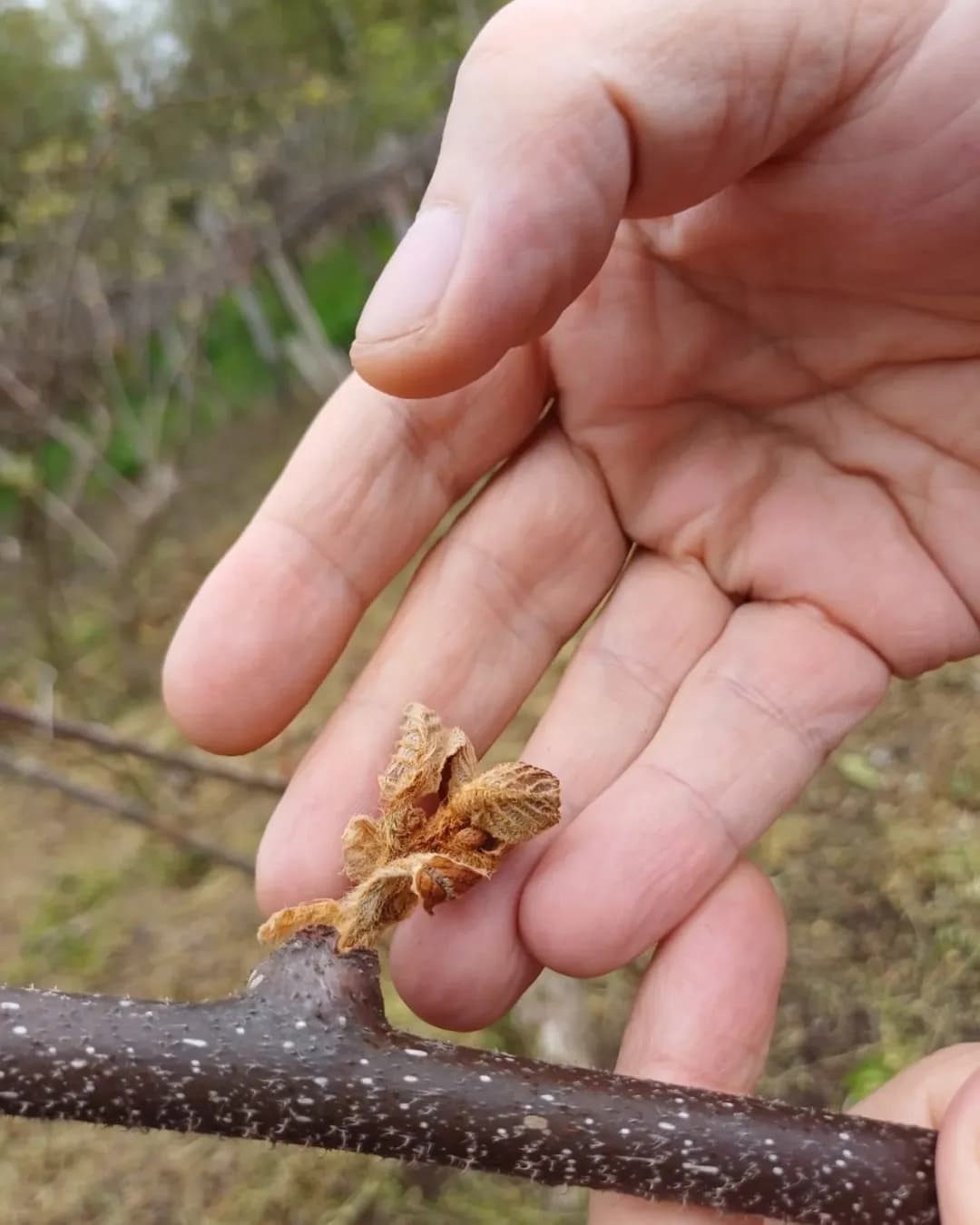 T&uuml;rkeli&rsquo;de zirai don hasar tespit &ccedil;alışmaları
