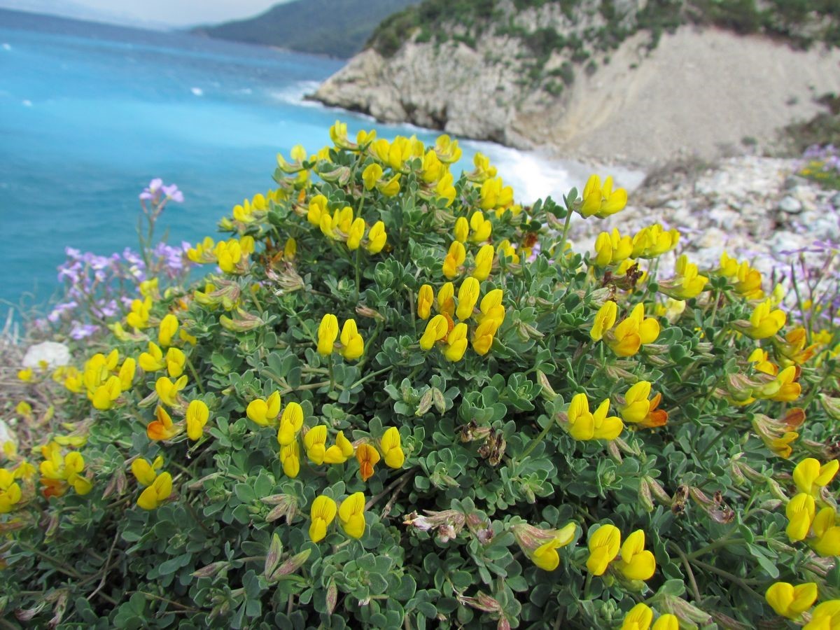 Baharın gelişiyle Milli Park çiçek açtı
