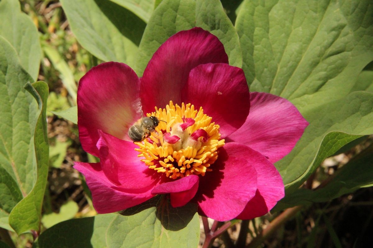 Baharın gelişiyle Milli Park &ccedil;i&ccedil;ek a&ccedil;tı
