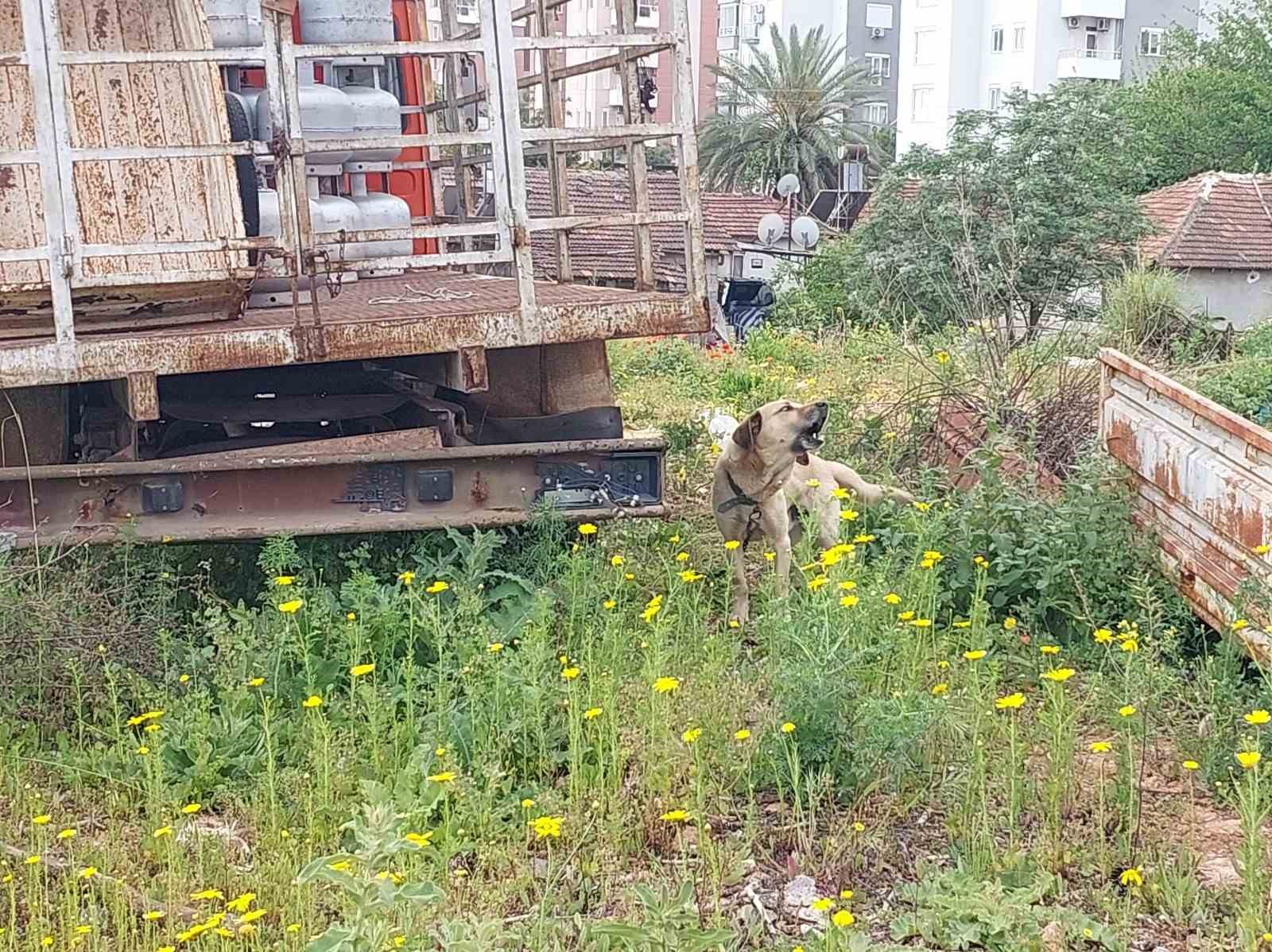 Antalya’da tüp kamyonuna zincirle bağlanıp bakımı ihmal edilen köpeğe polis sahip çıktı