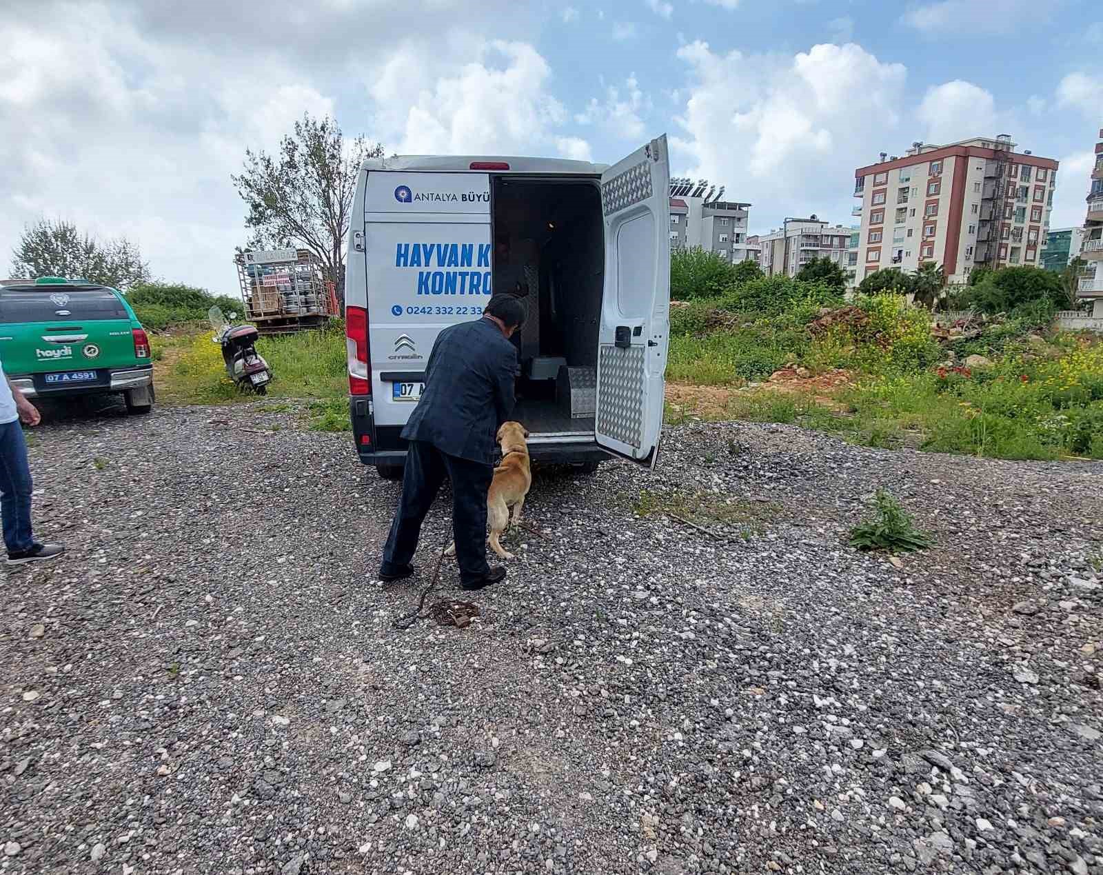 Antalya&rsquo;da t&uuml;p kamyonuna zincirle bağlanıp bakımı ihmal edilen k&ouml;peğe polis sahip &ccedil;ıktı
