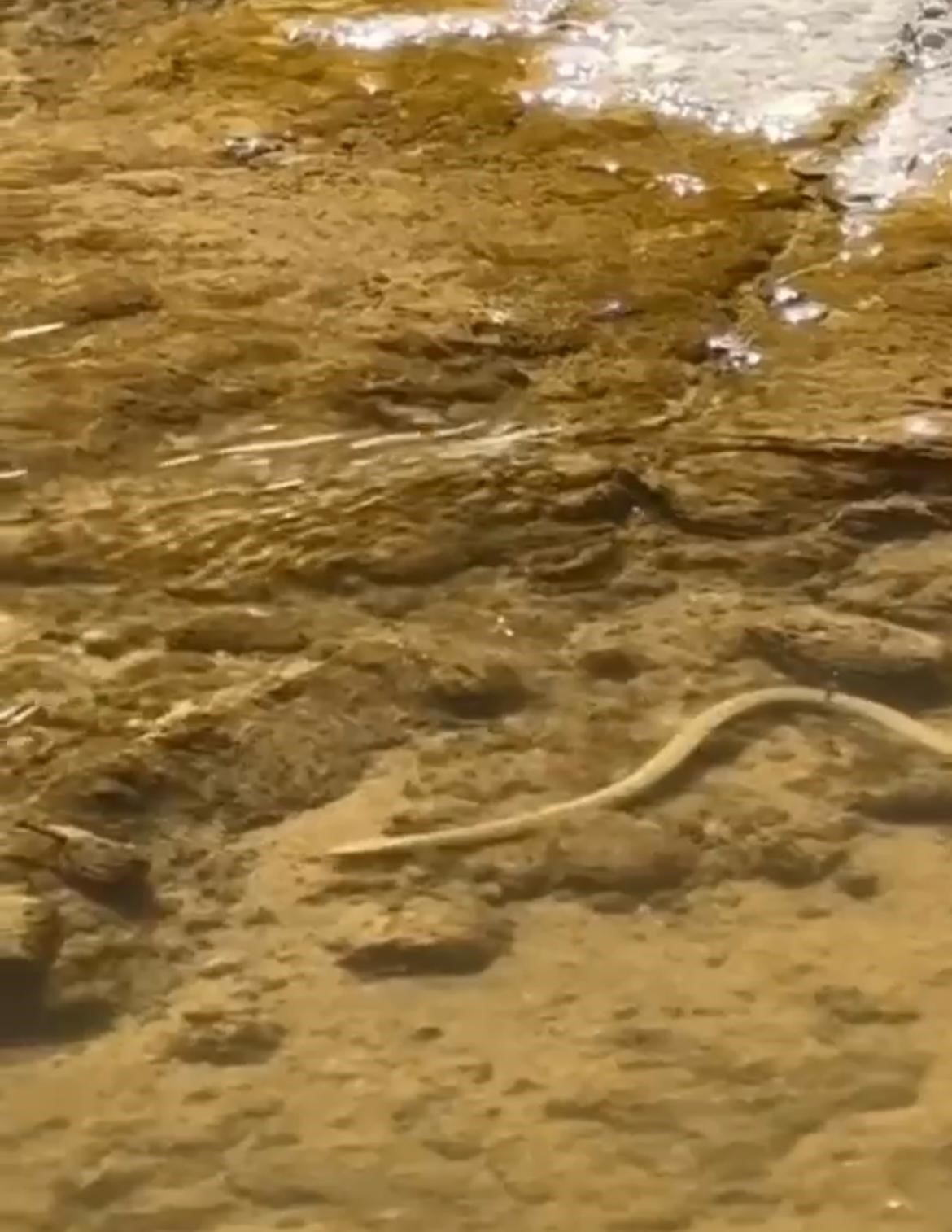 Elazığ’da su yılanı balık avlarken görüntülendi