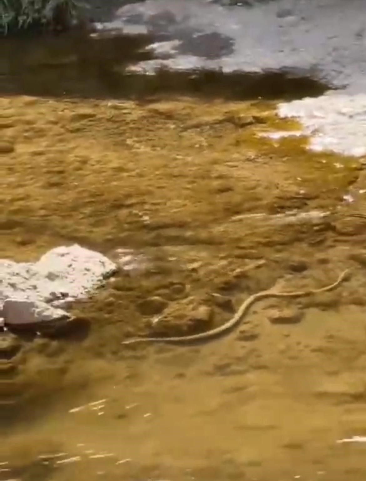 Elazığ’da su yılanı balık avlarken görüntülendi
