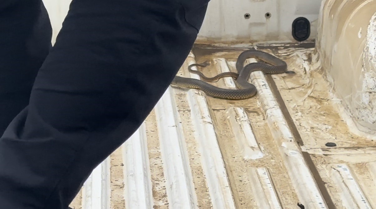 Aracının içine giren yılanı böyle uğurladı: "Bir daha gelme arkadaşım"