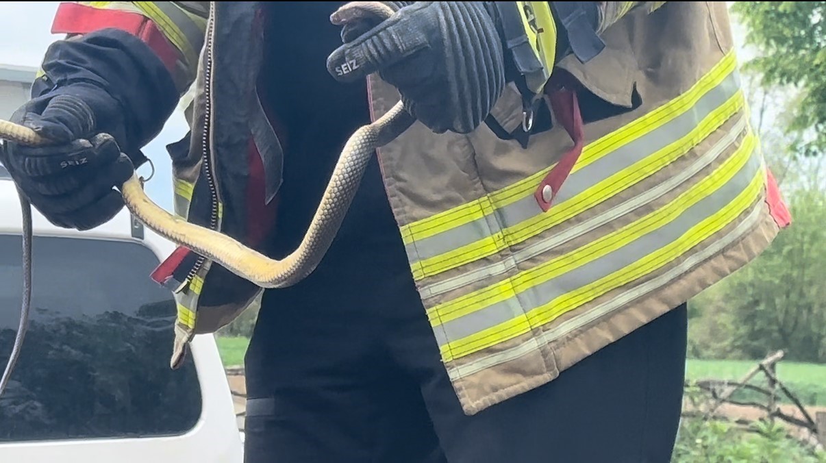 Aracının içine giren yılanı böyle uğurladı: "Bir daha gelme arkadaşım"