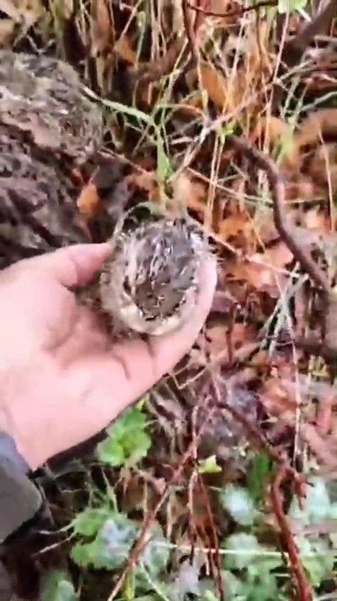 Hayvanlarını otlatan çoban, gördüğü yeni doğan tavşan yavrularını korumaya aldı