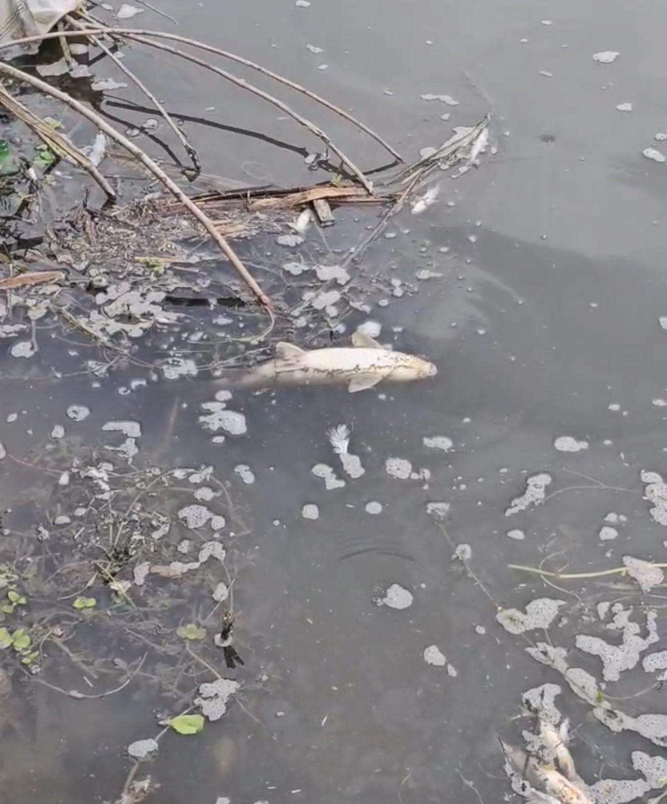 Yeşilırmak Nehri’nde balık ölümleri incelemeye alındı