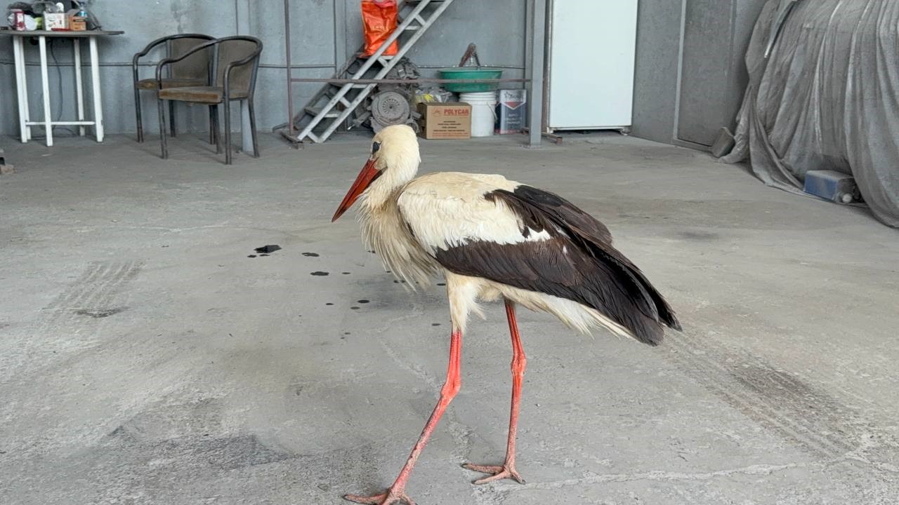 Bitkin haldeki leyleğe oto kaporta ustası sahip çıktı