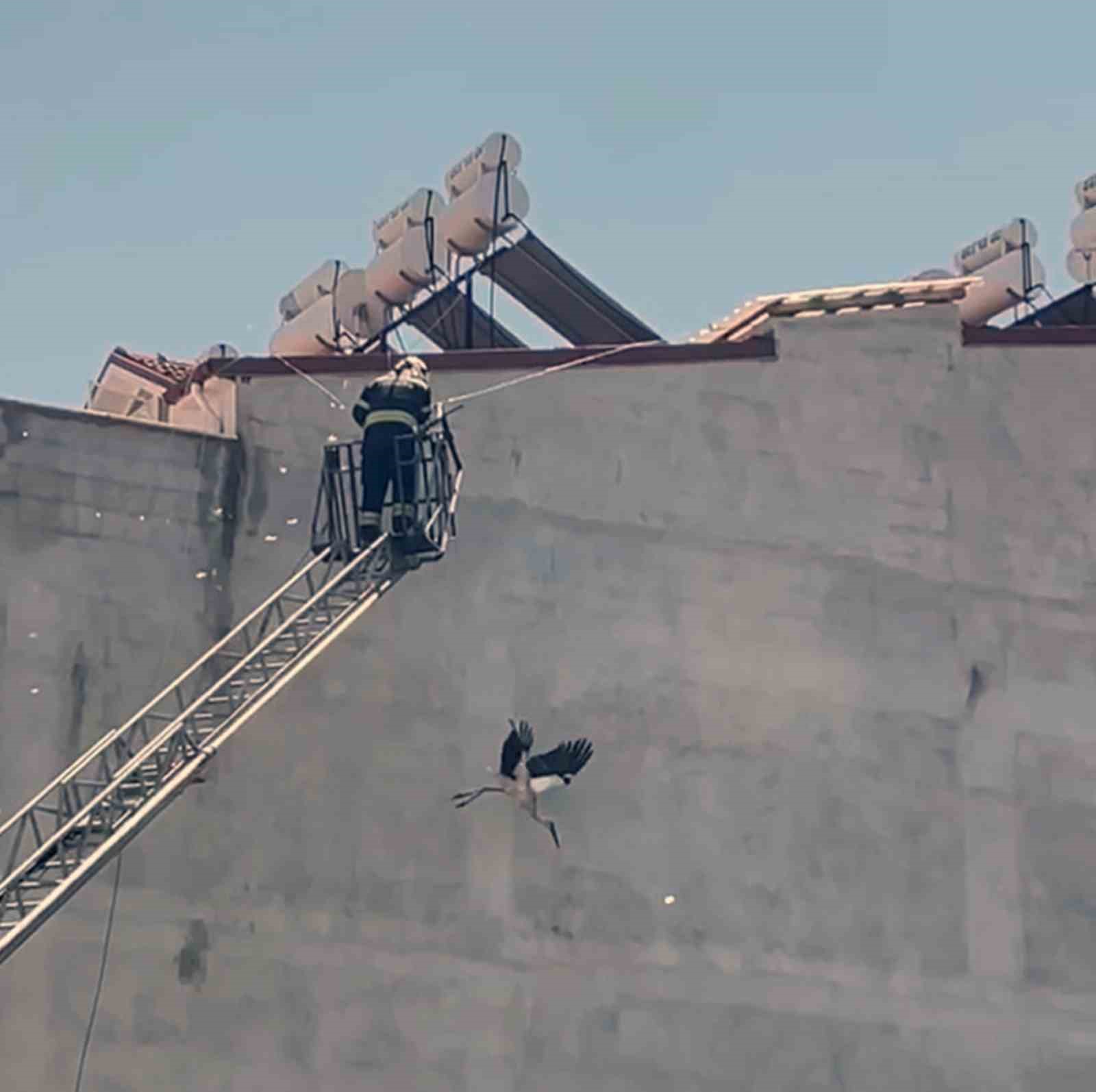 Kabloya dolanan Leyleği itfaiye ekipleri kurtardı