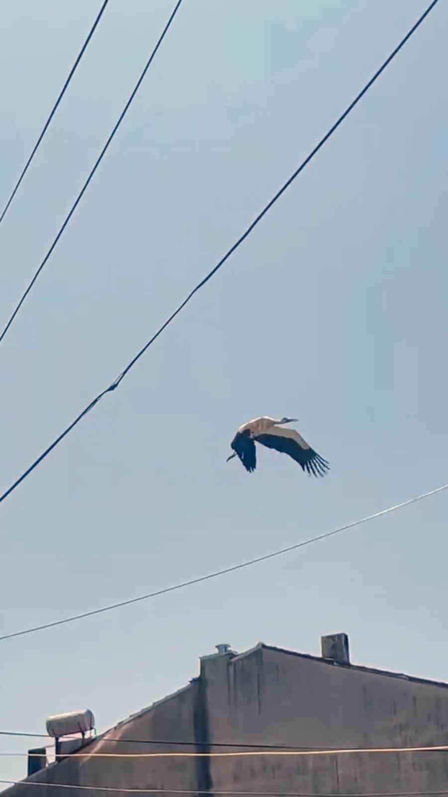 Kabloya dolanan Leyleği itfaiye ekipleri kurtardı