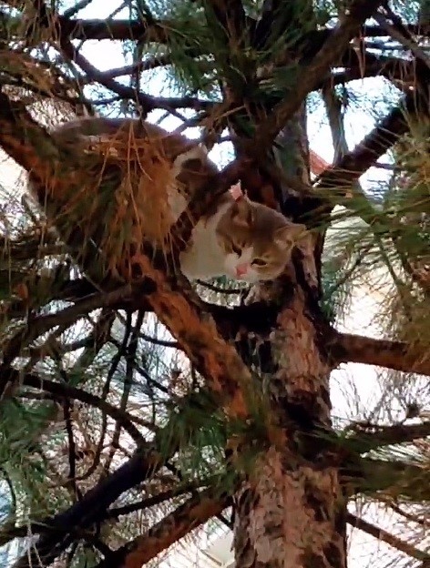 Ağaçta mahsur kalan kedi ekipler tarafından kurtarıldı