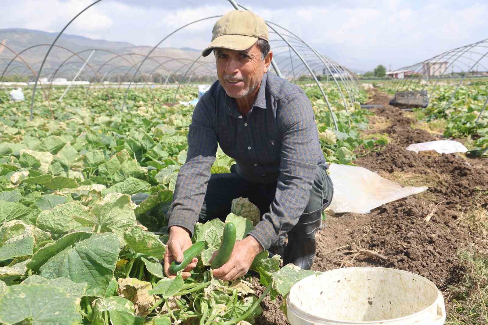 Amik Ovası’nda bereketli salatalık hasadı