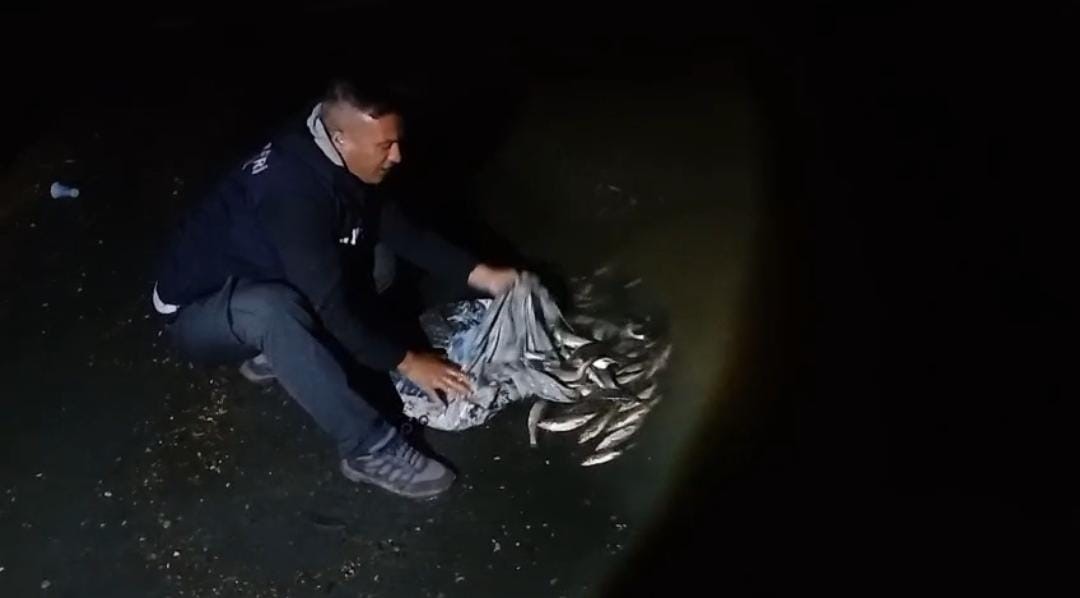 Van’da inci kefali göçü başladı: 60 kilo balığa el konuldu