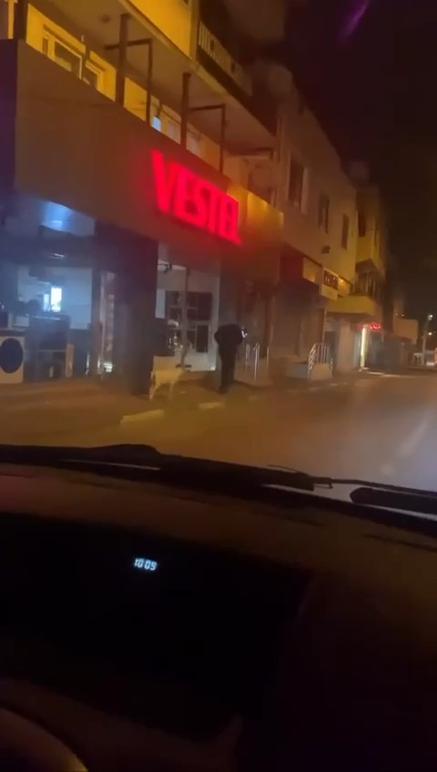 Ne kedi, ne köpek.. Eğittiği kuzusunu dolaşmaya çıkardı