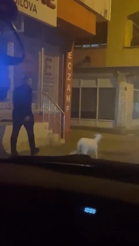 Ne kedi, ne köpek.. Eğittiği kuzusunu dolaşmaya çıkardı