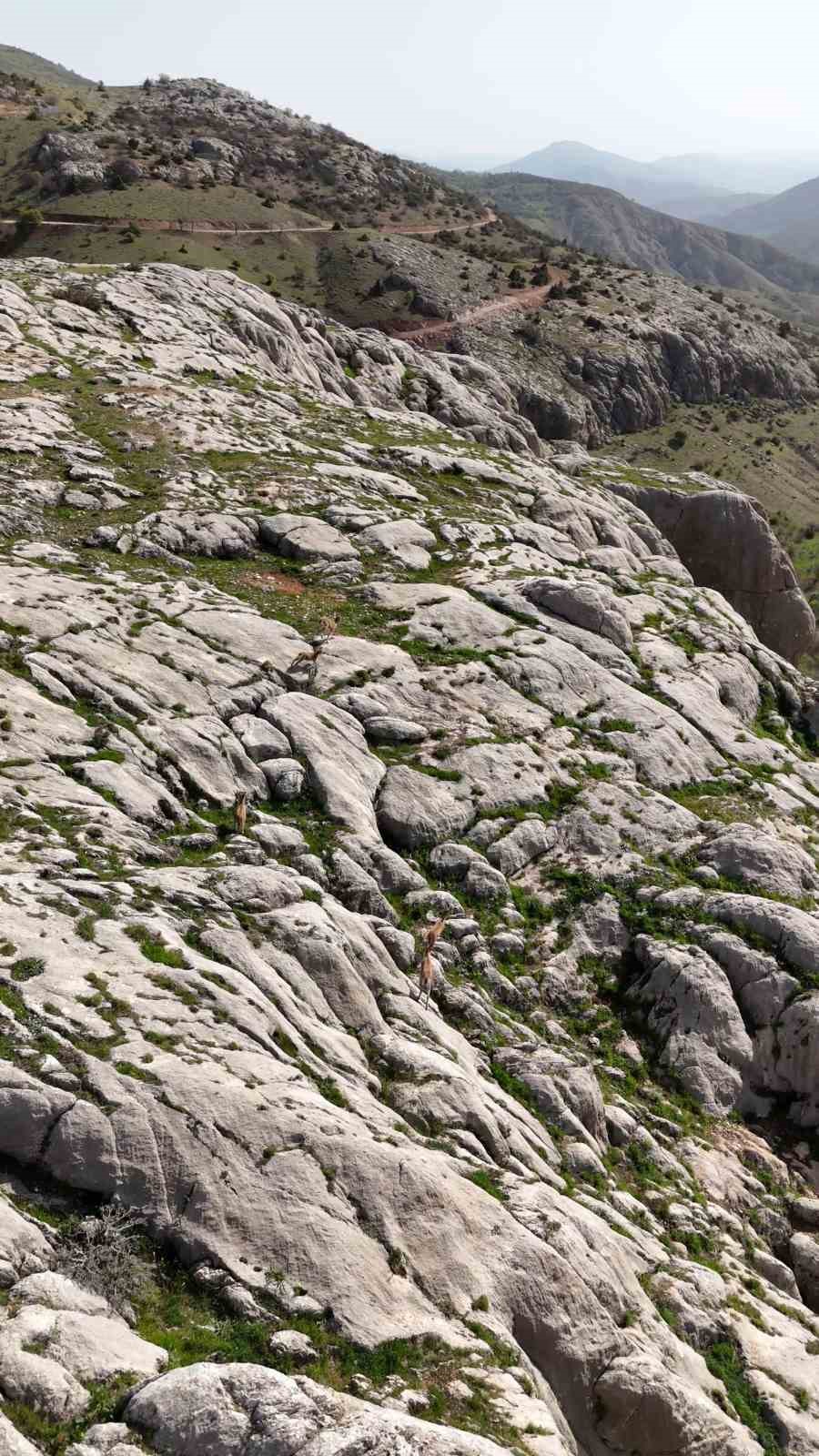 Elazığ’da dağ keçileri havadan görüntülendi