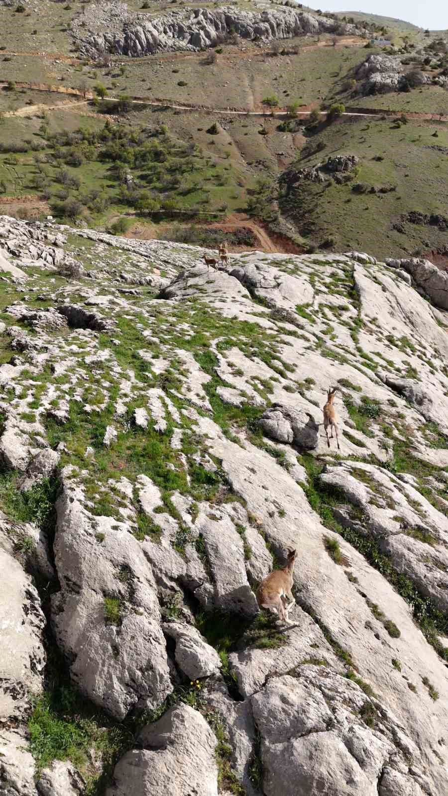 Elazığ&rsquo;da dağ ke&ccedil;ileri havadan g&ouml;r&uuml;nt&uuml;lendi
