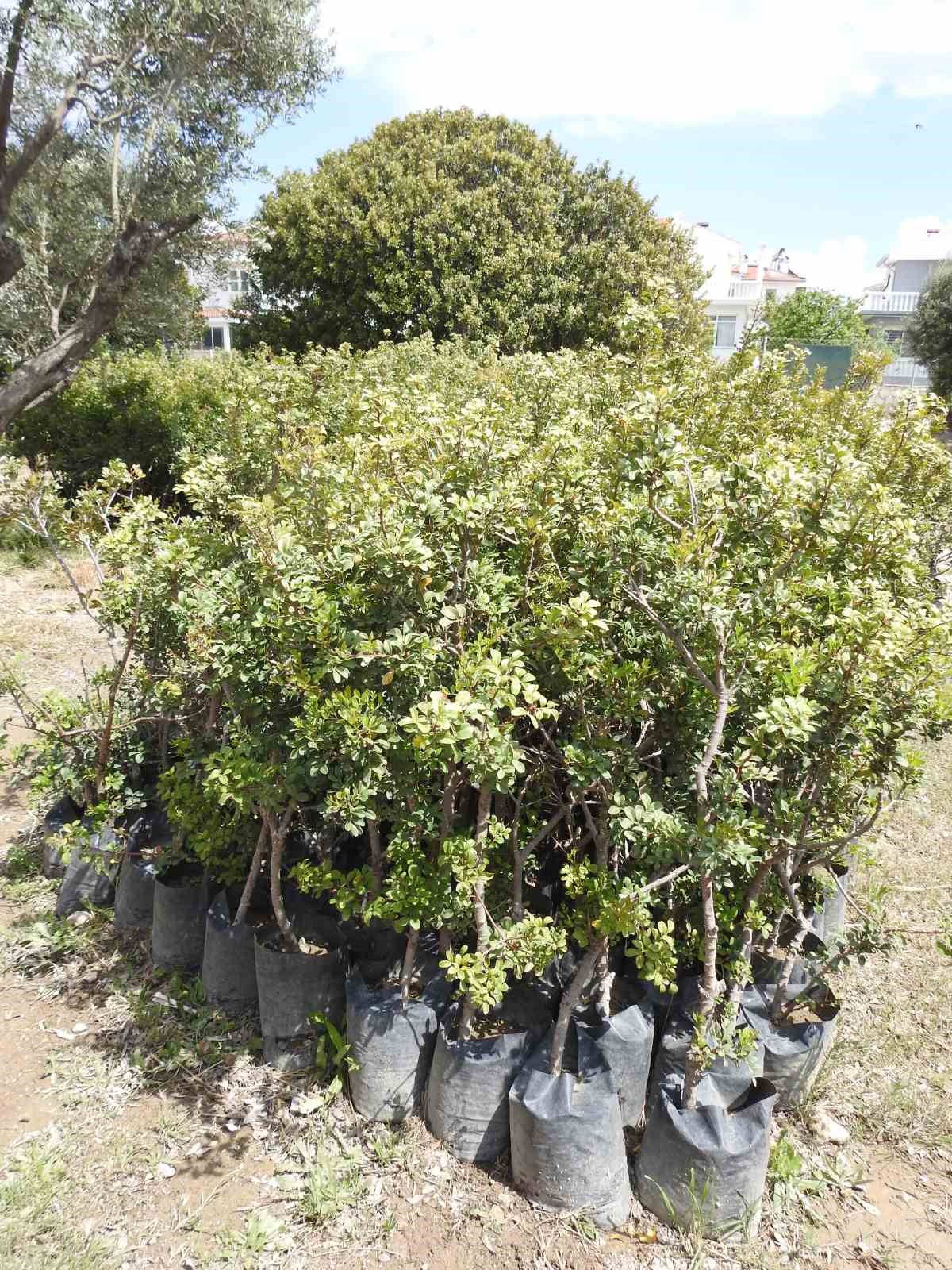 &Ccedil;eşme&rsquo;nin coğrafi işaretli &rsquo;damla sakızı&rsquo;, y&uuml;ksek fiyatı ve ekonomik potansiyeliyle dikkat &ccedil;ekiyor
