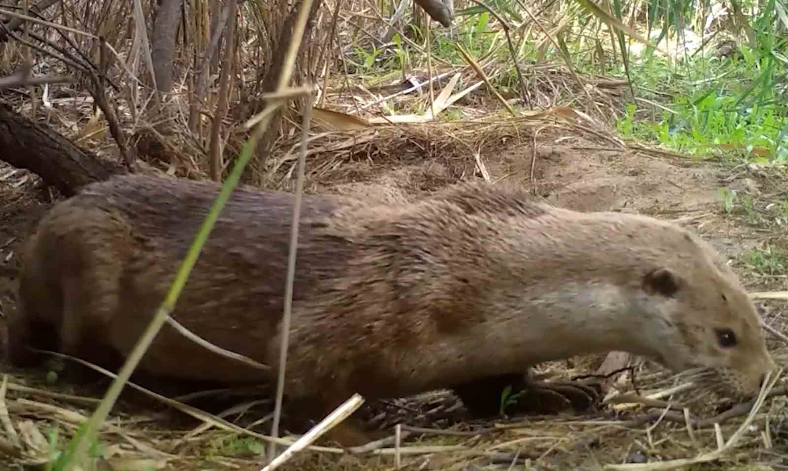 Kırıkkale’de su samurları yuvasında görüntülendi