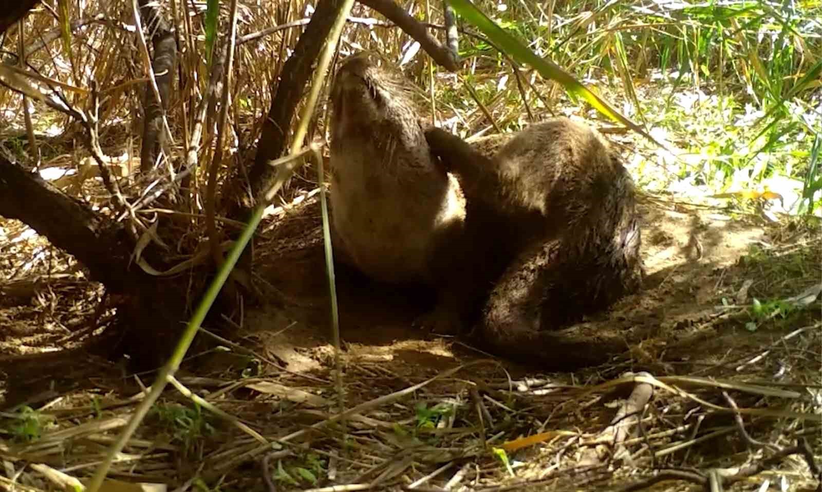Kırıkkale&rsquo;de su samurları yuvasında g&ouml;r&uuml;nt&uuml;lendi

