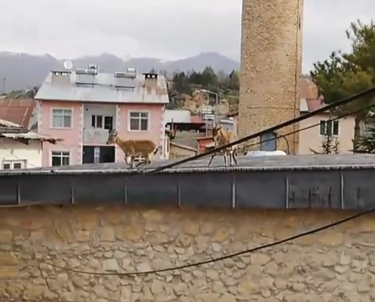 Dağ Keçileri evlerin ve tarihi caminin çatısına çıktı