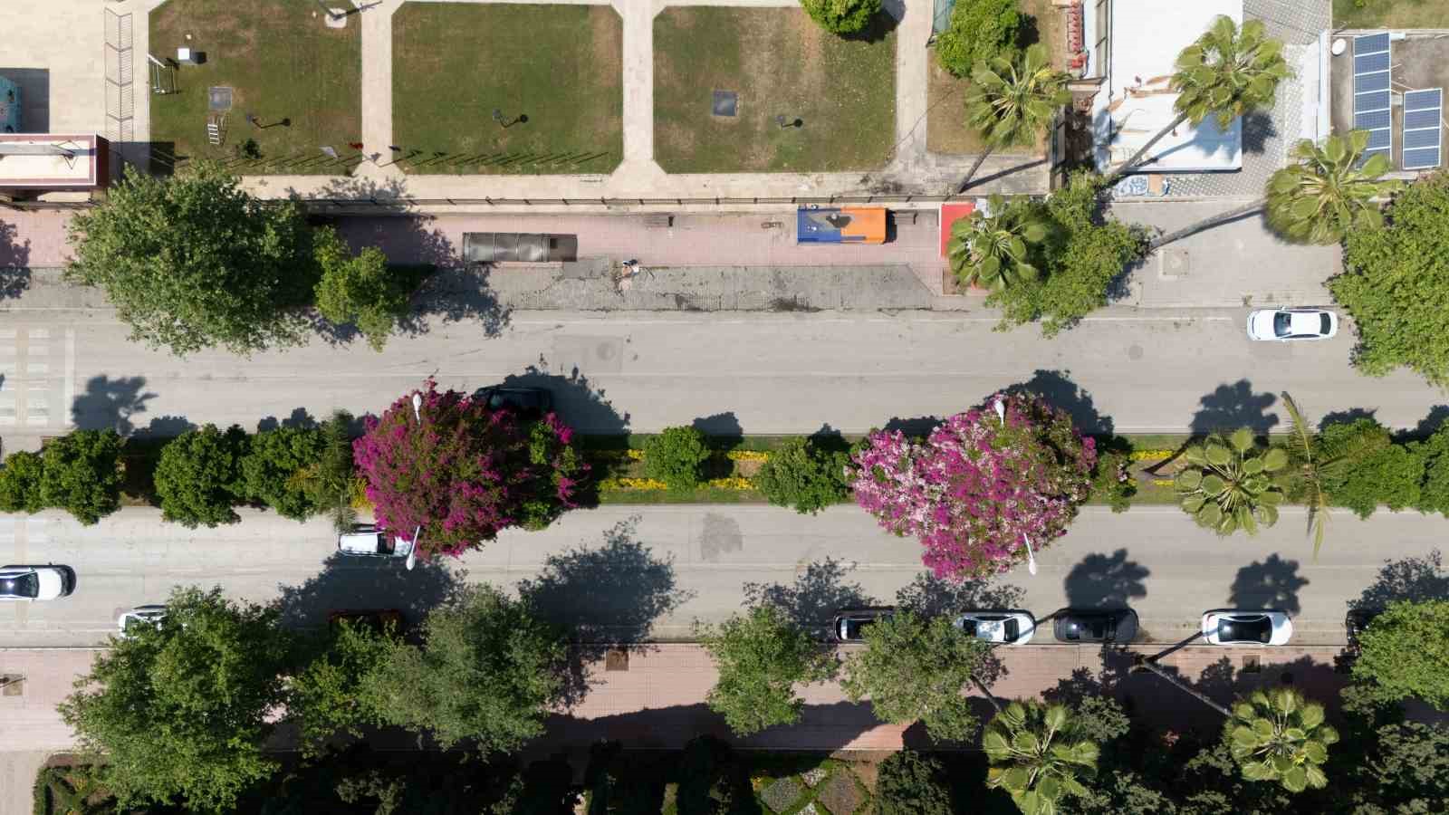 Begonvili gören kadın kendini yeniden doğmuş gibi hissetti