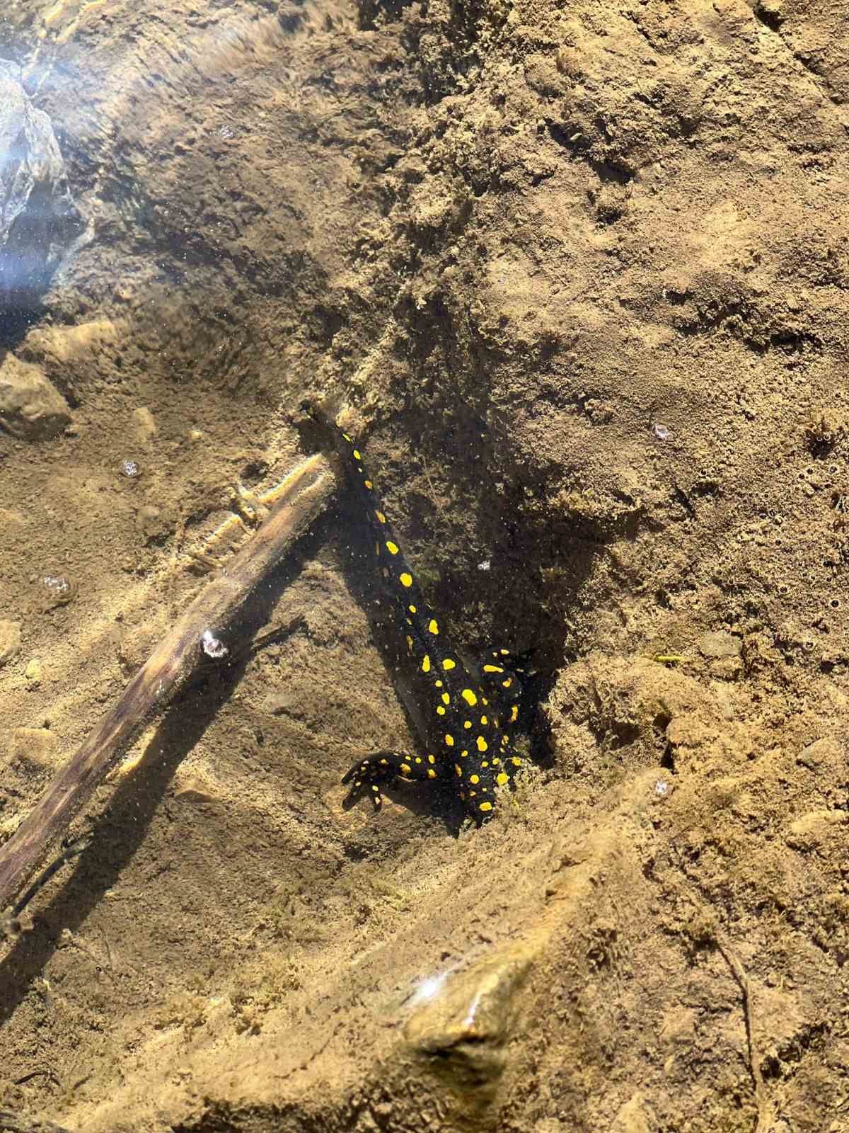 Siirt’te nesli tehdit altındaki sarı benekli semender görüldü