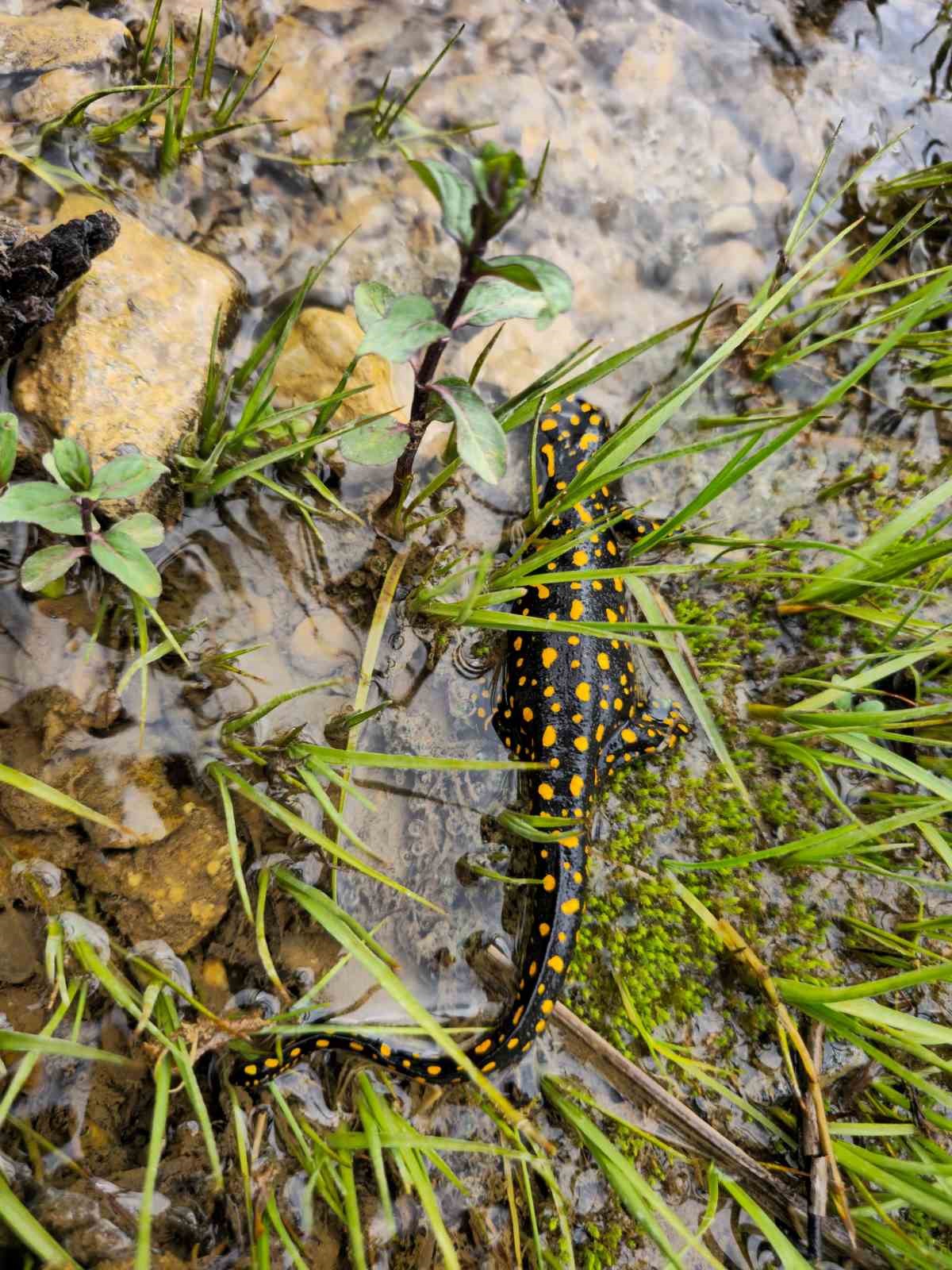 Siirt’te nesli tehdit altındaki sarı benekli semender görüldü