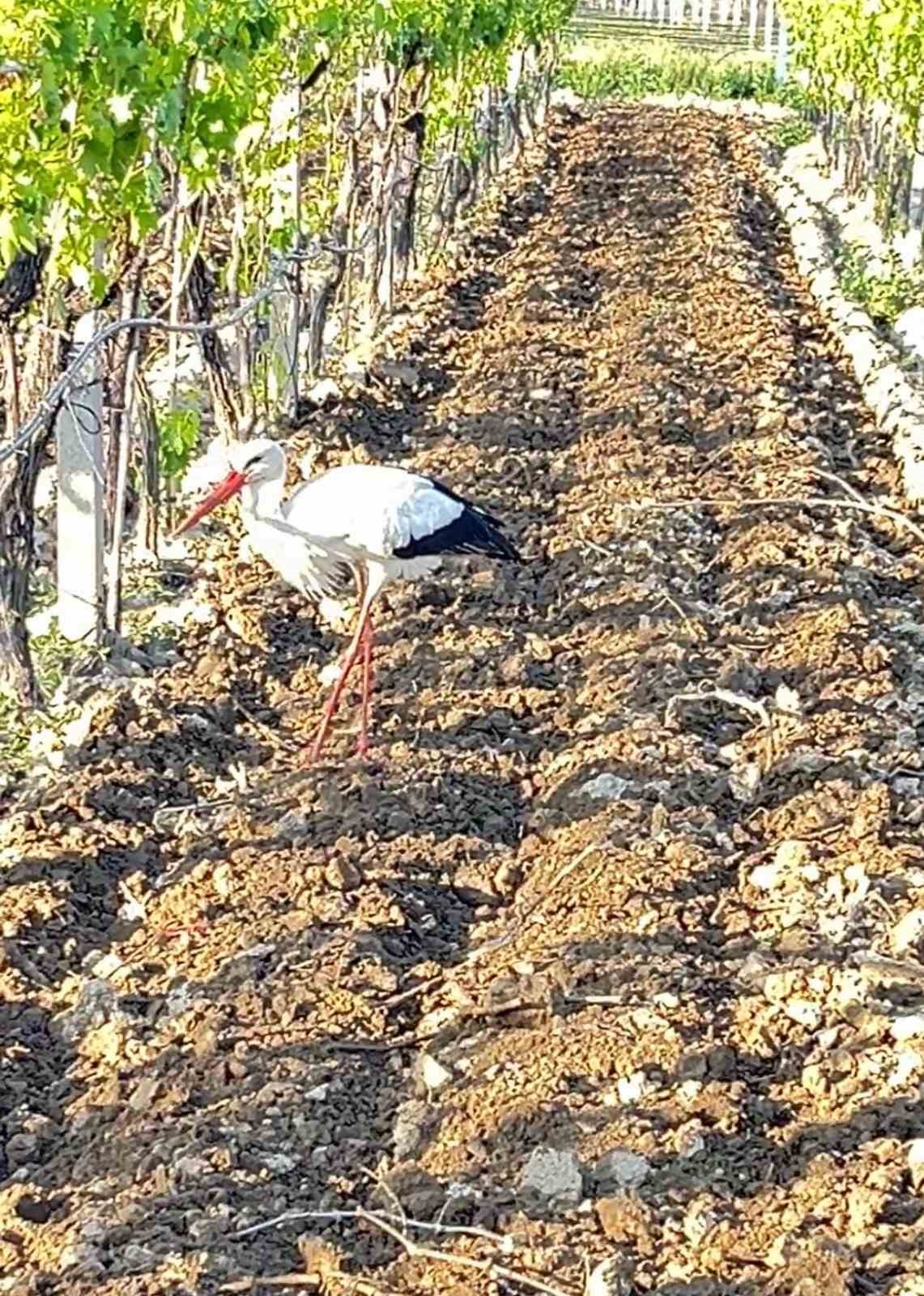 Çiftçi dostu leylek bağdan ayrılmadı