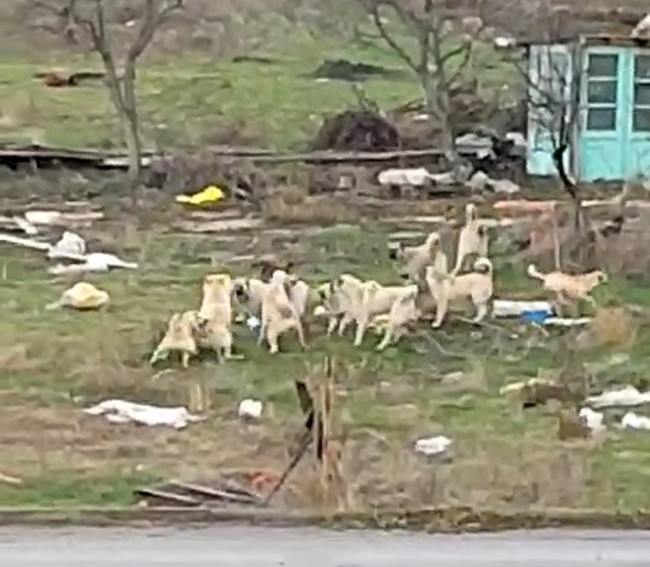 Başıboş sokak köpekleri Sazova’da korku saçıyor