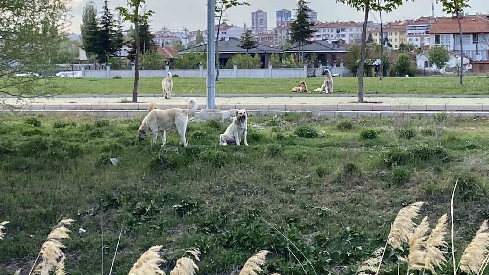 Başıboş sokak köpekleri Sazova’da korku saçıyor
