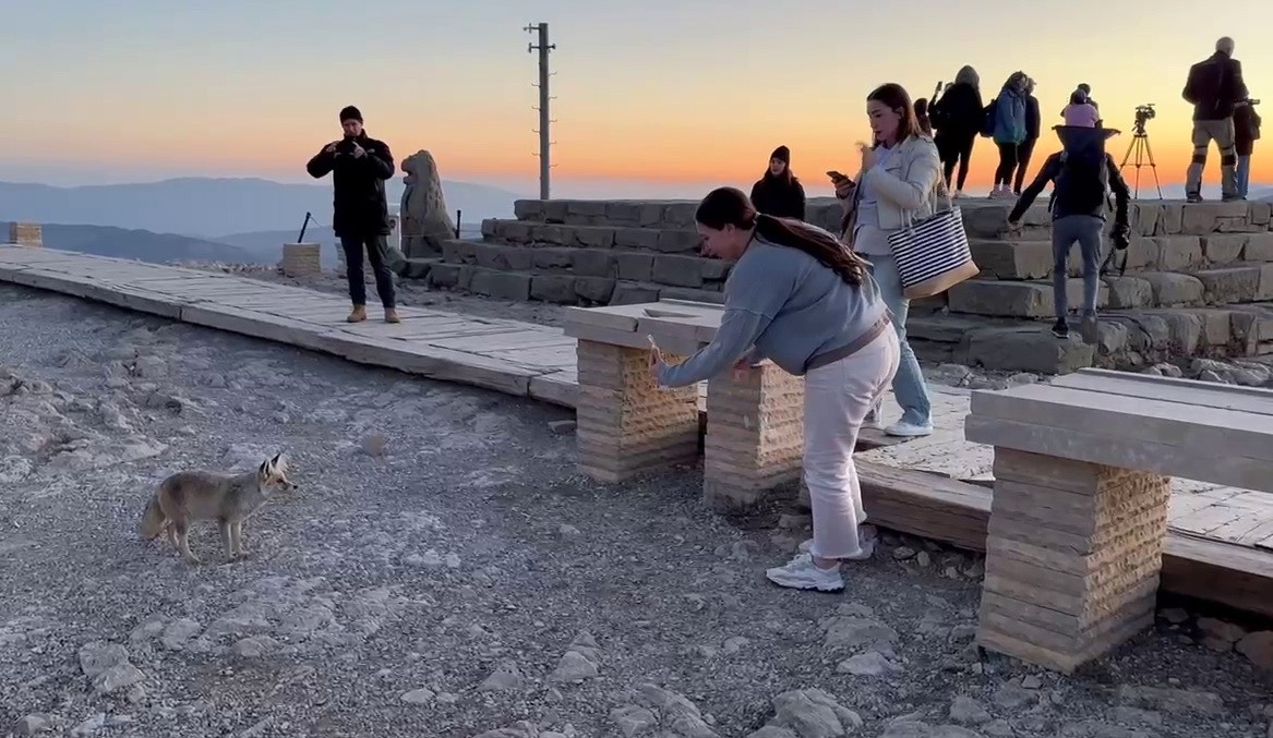 Nemrut Dağı’ndaki sevimli tilki, yerli ve yabancı turistlerin ilgi odağı oldu