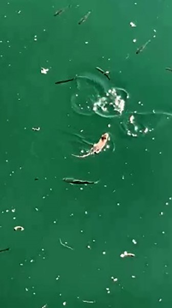 Çanakkale’de sıra dışı anlar