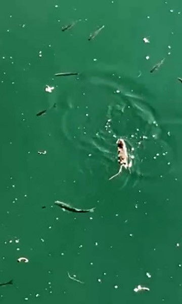 &Ccedil;anakkale&rsquo;de sıra dışı anlar
