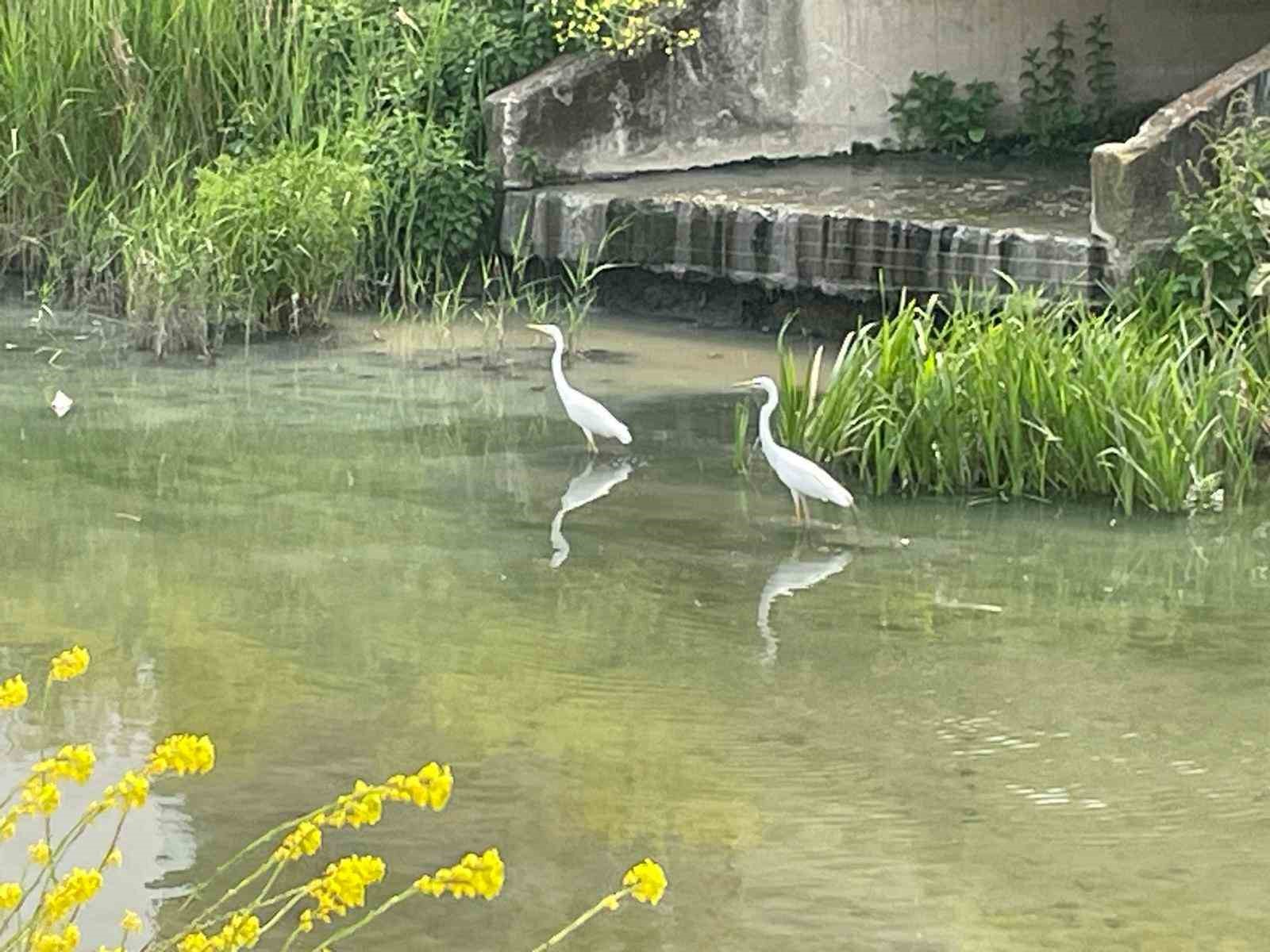 Nilüfer Çayı’nın yolunu şaşıran "ak" misafirleri