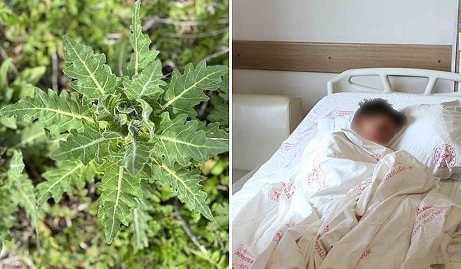 Deli bat bat otu, yanlış tüketildiğinde ciddi zehirlenmelere yol açabiliyor