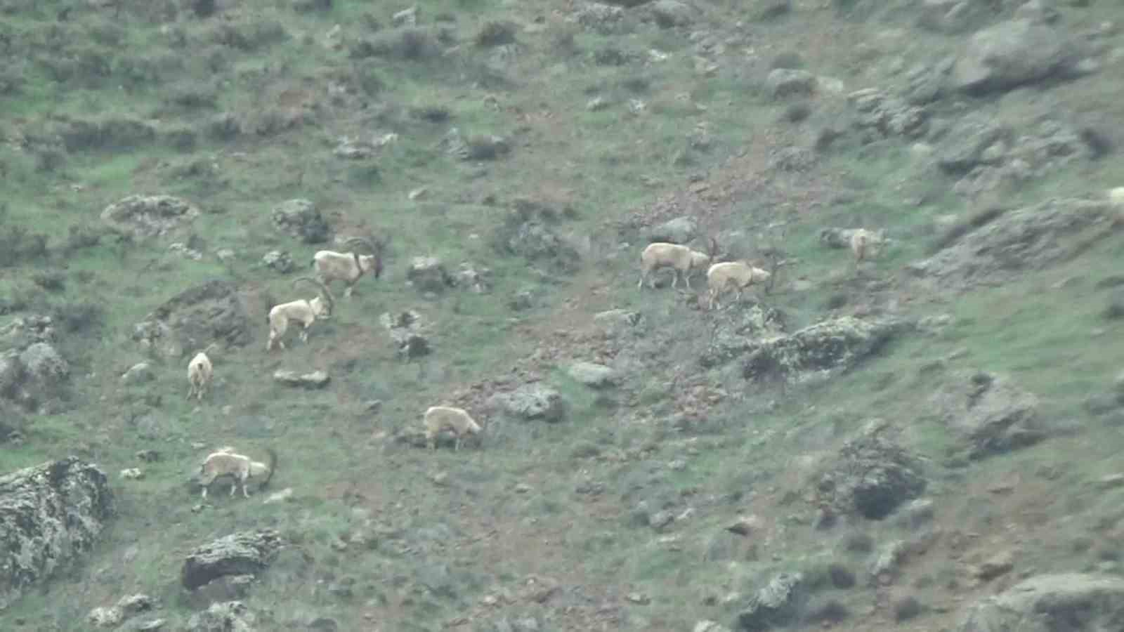 Tunceli’de koruma altındaki yaban keçileri sürü halinde görüntülendi