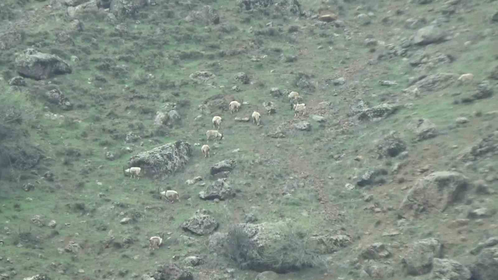 Tunceli&rsquo;de koruma altındaki yaban ke&ccedil;ileri s&uuml;r&uuml; halinde g&ouml;r&uuml;nt&uuml;lendi

