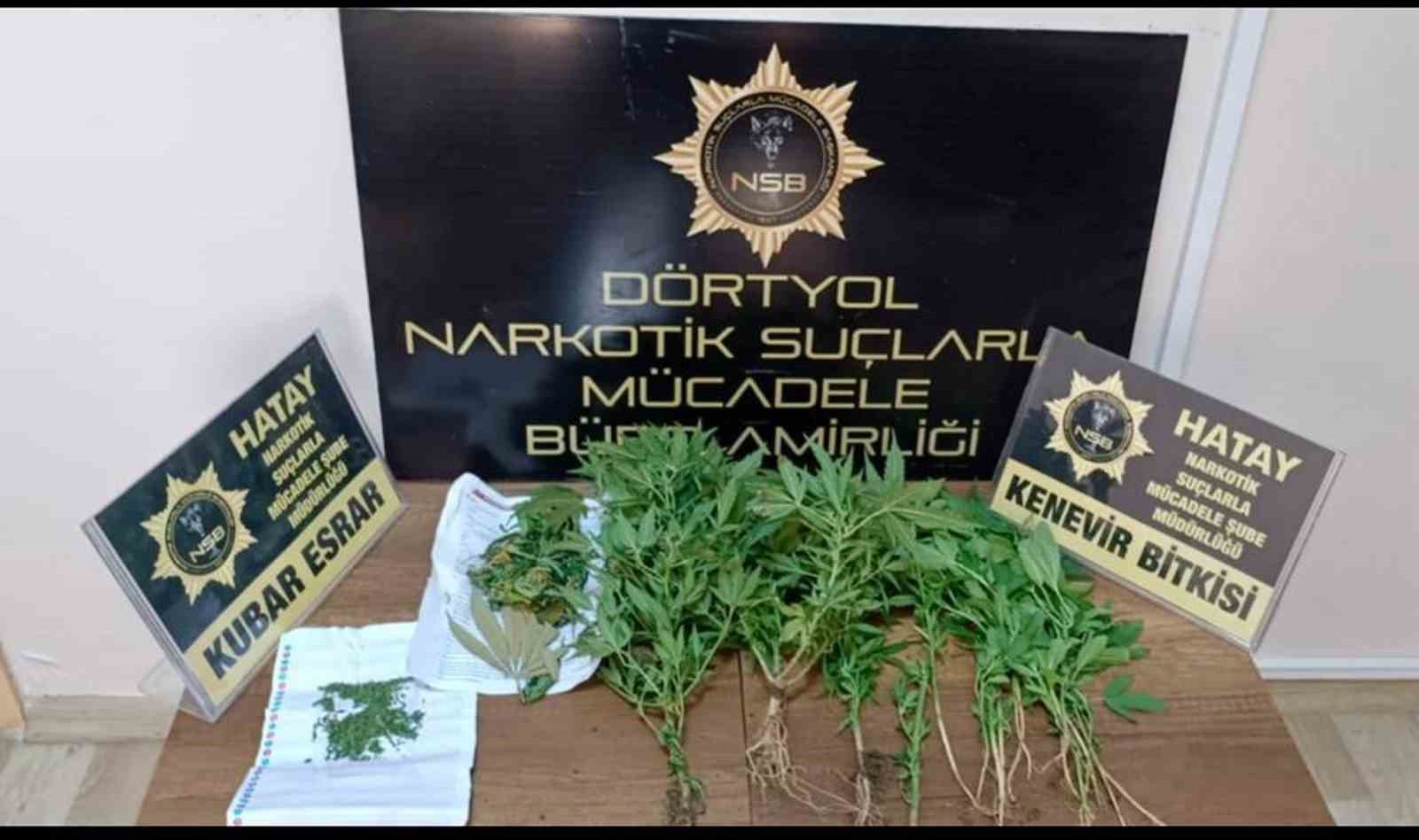 Dörtyol’da hint keneviri operasyonu