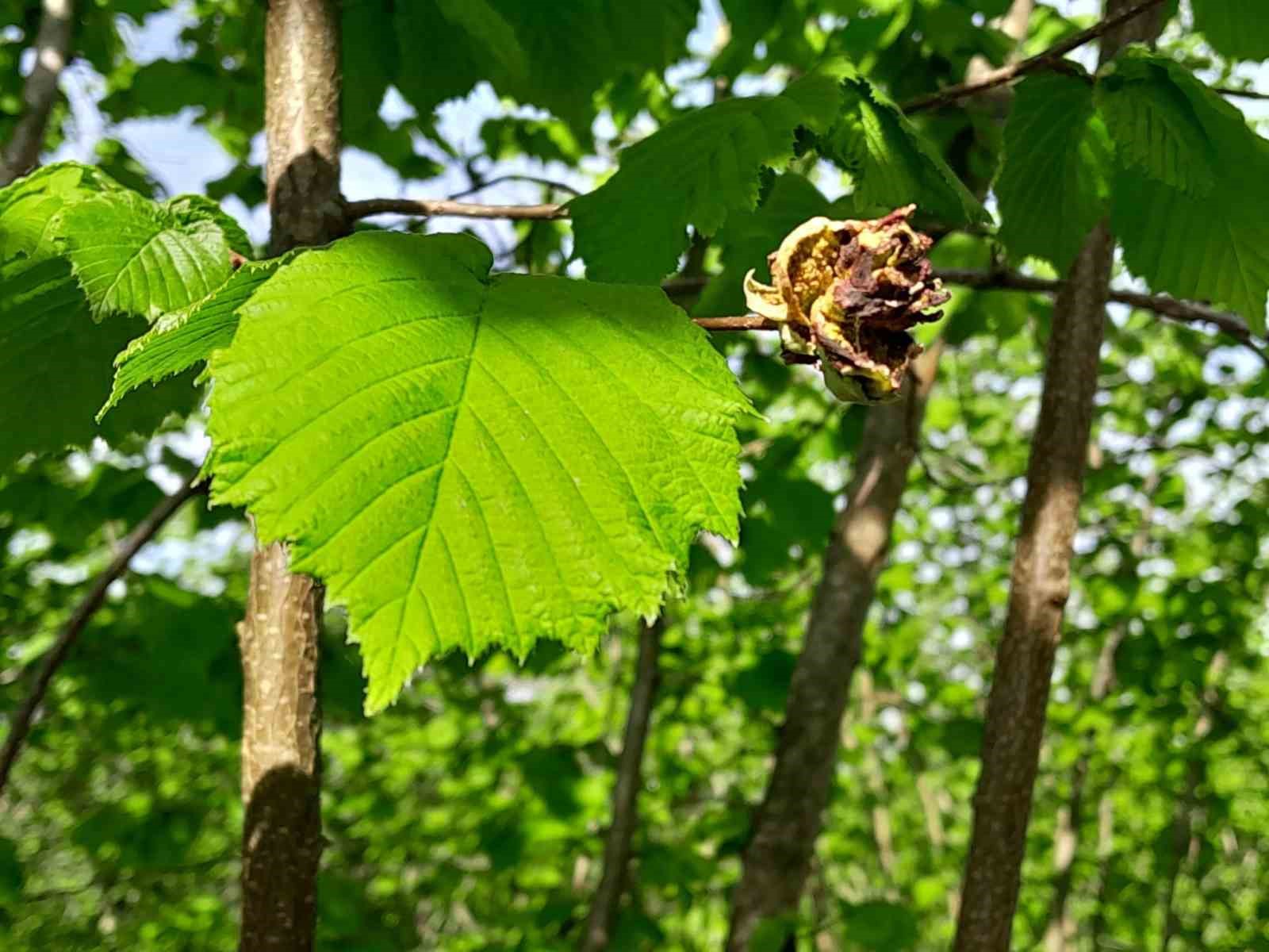Sağlam: "Fındıkta kozalak akarı ile m&uuml;cadele &ccedil;ok &ouml;nemli"
