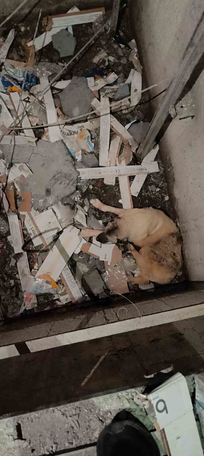 Mardin’de asansör boşluğuna düşen köpek kurtarıldı