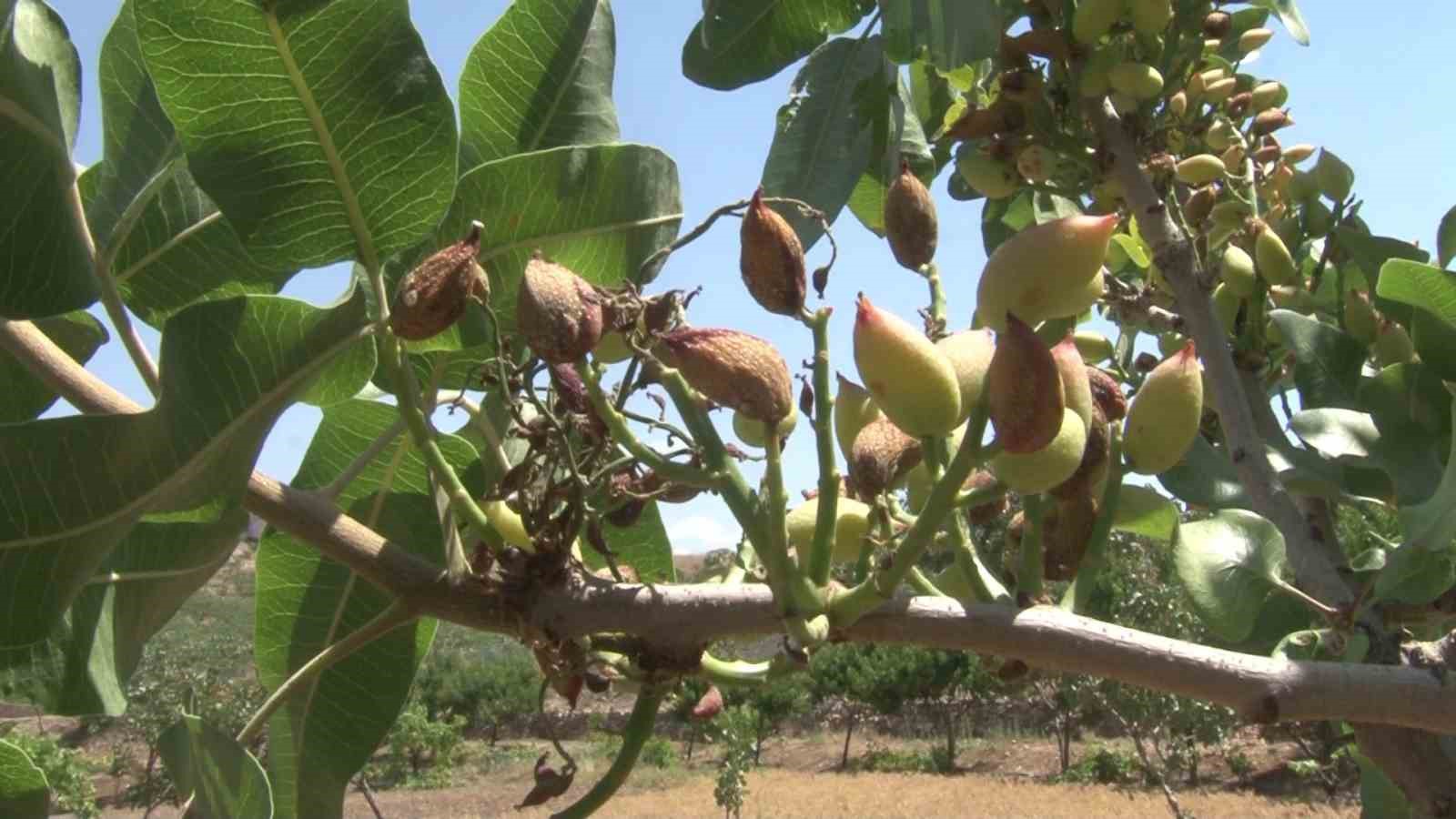 Siirt’te nisan yağmurları bereketi getirdi