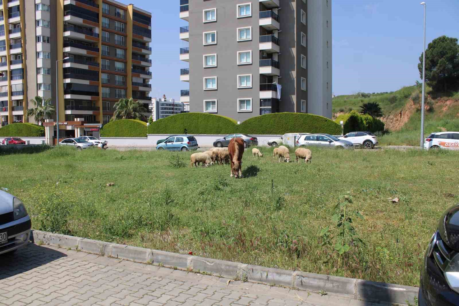 Mahalle sakinleri başıboş köpeklerden tedirgin