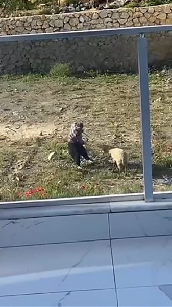 Koyuna tekme atıp iple eziyet eden adam tutuklandı, koyun koruma altına alındı
