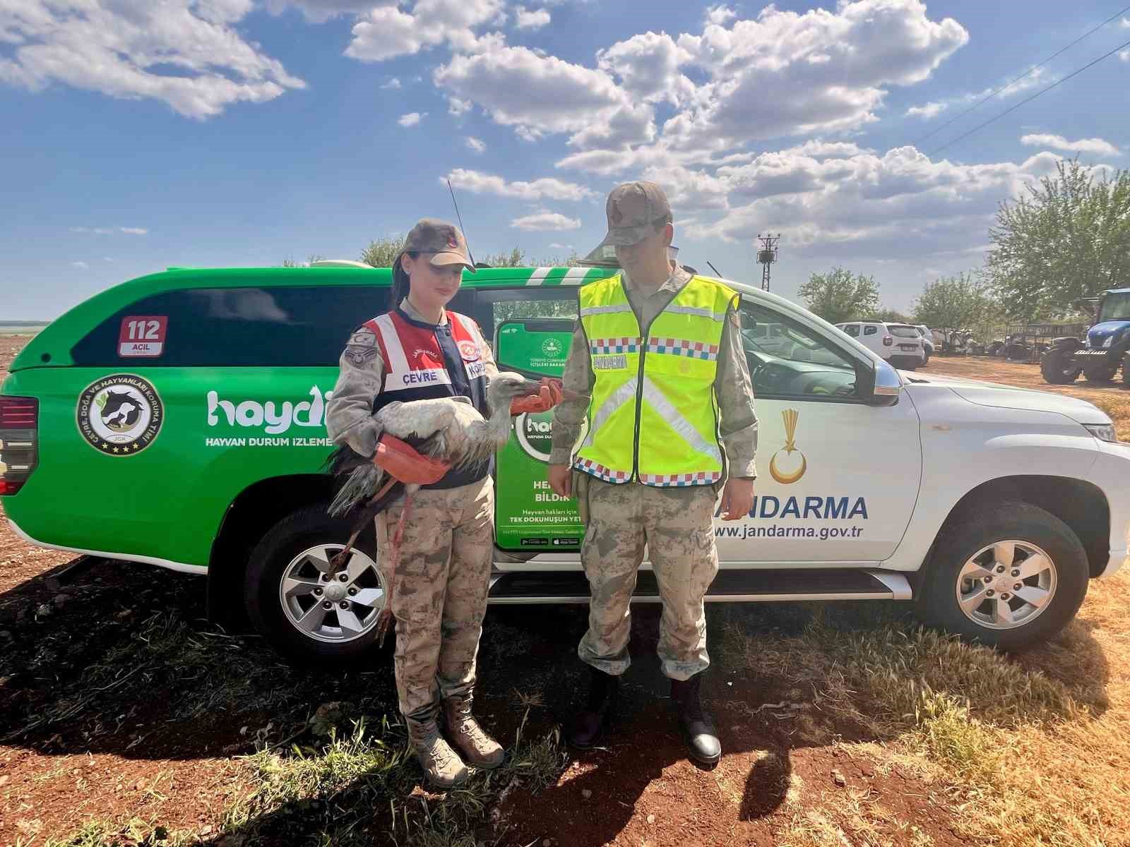 Yaralı leylek tedavi altına alındı