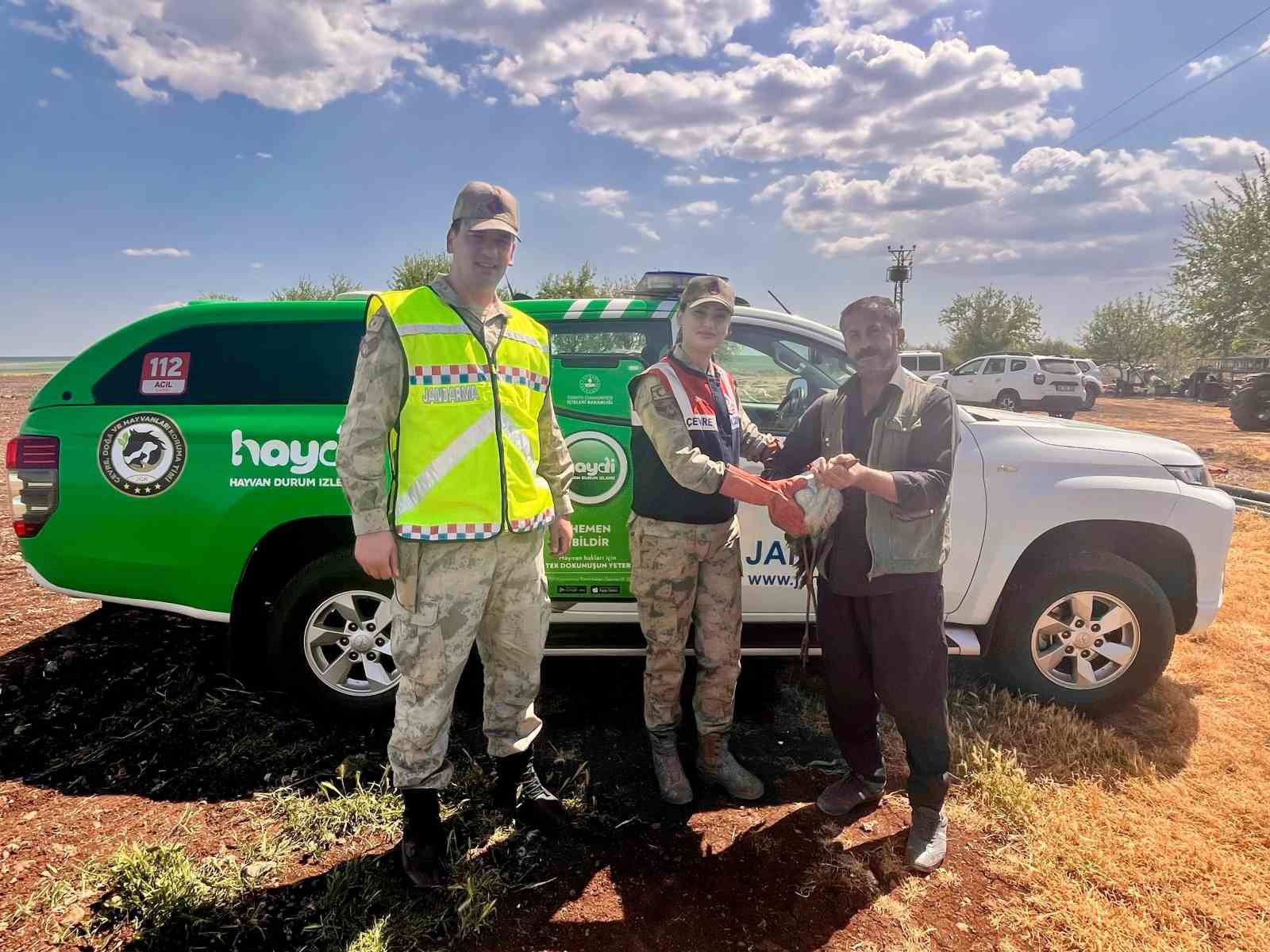 Yaralı leylek tedavi altına alındı