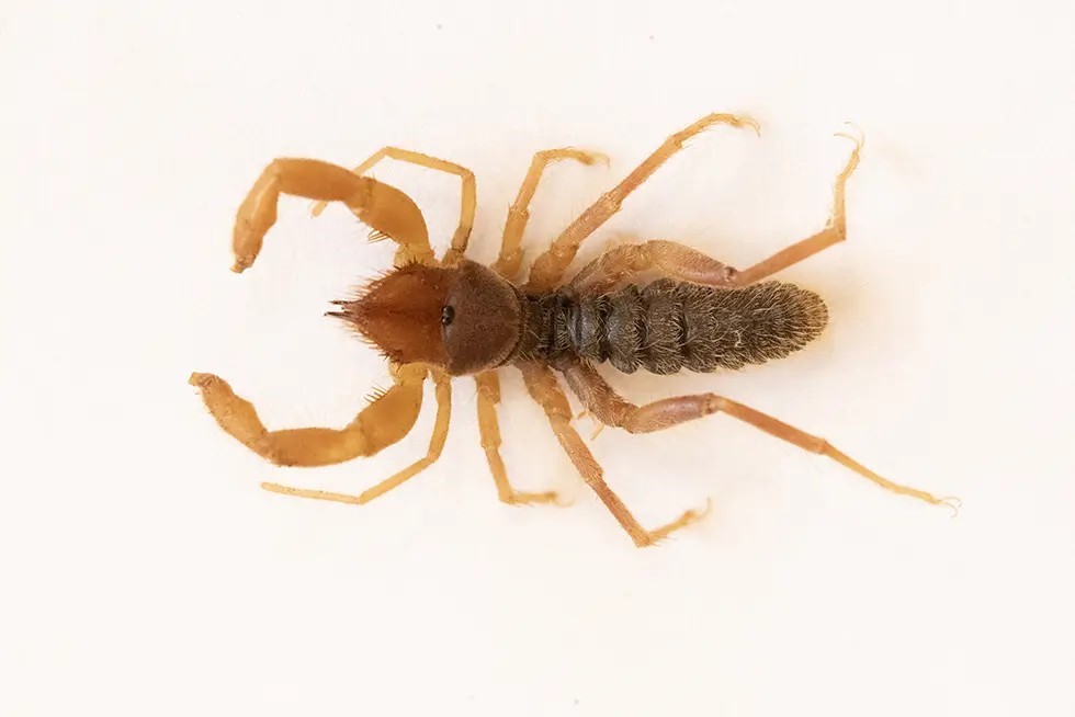 Cilo-Sat Dağlarında yeni böğü türü keşfedildi