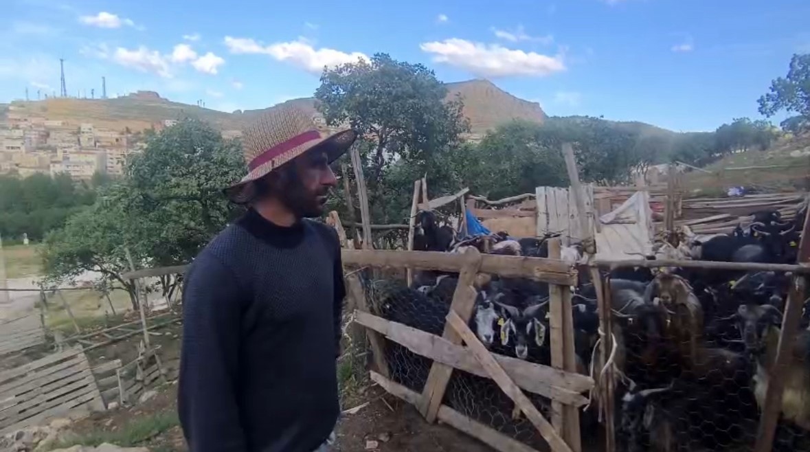 Mardinli besici, hayvanlarını barındırdıkları yerden tahliye etmek için belediyeden ek süre bekliyor
